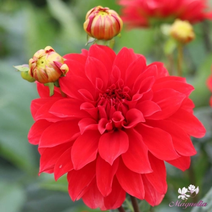 Picture of Barbarossa