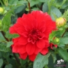 Picture of Barbarossa