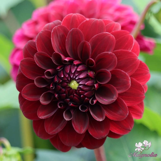 Picture of Black Diamond