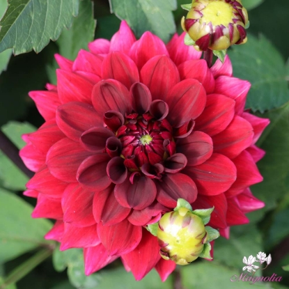 Picture of Con Amore