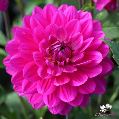 Bild på G.H. Lammerse