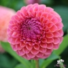 Picture of Hapet Coppery