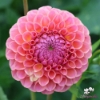 Picture of Hapet Coppery
