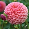 Picture of Hapet Coppery