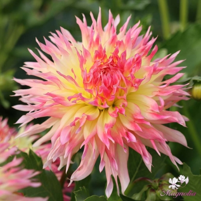 Bild på Hapet Perfect