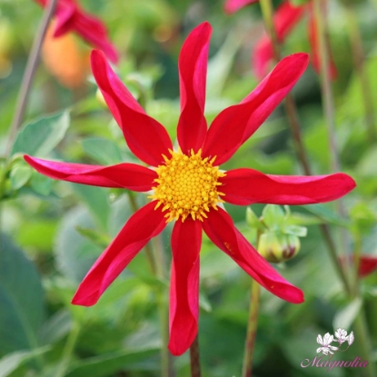 Picture of Honka Rood
