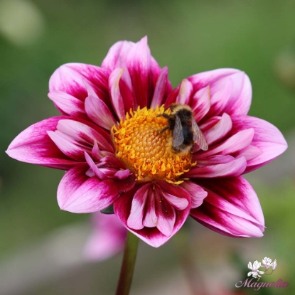 Bild på Liquid Desire