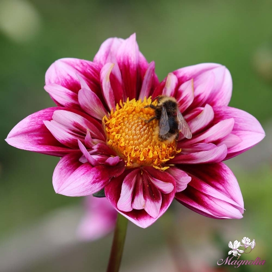 Picture of Liquid Desire