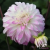 Picture of Pink Petticoat