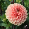 Picture of Romance 