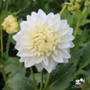 Picture of White Alva