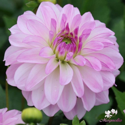 Picture of Ben Oude Nyhuis