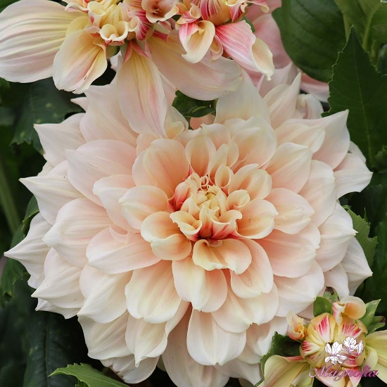 Picture of Break Out (klass 2)