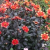 Picture of Dahlegria Bicolore