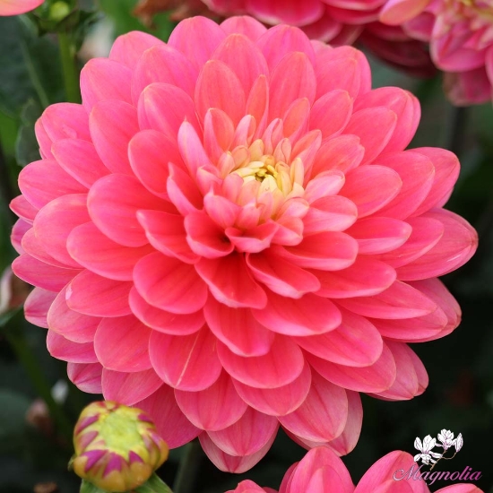 Picture of Melody Allegro Rose