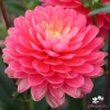 Picture of Melody Allegro Rose