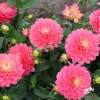 Picture of Melody Allegro Rose