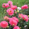 Picture of Melody Allegro Rose