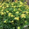 Picture of Topmix Yellow