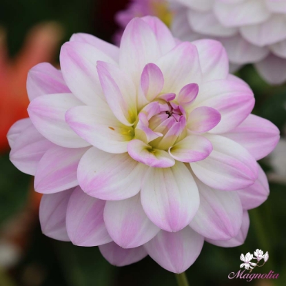 Picture of Twilight Time