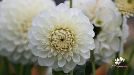 Bild på Boom Boom White (16:9)