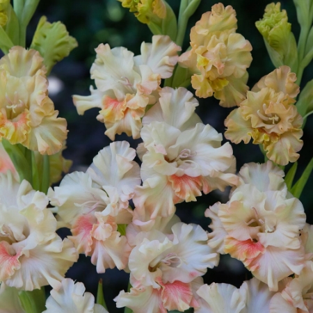Picture for category Gladiolus
