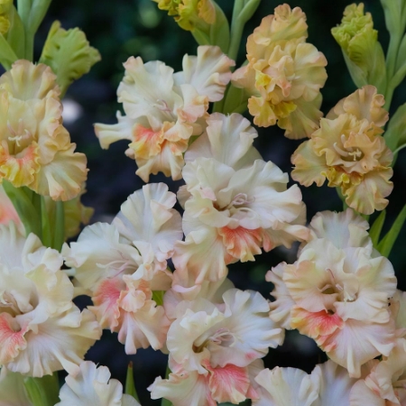 Bild för kategori Gladiolus