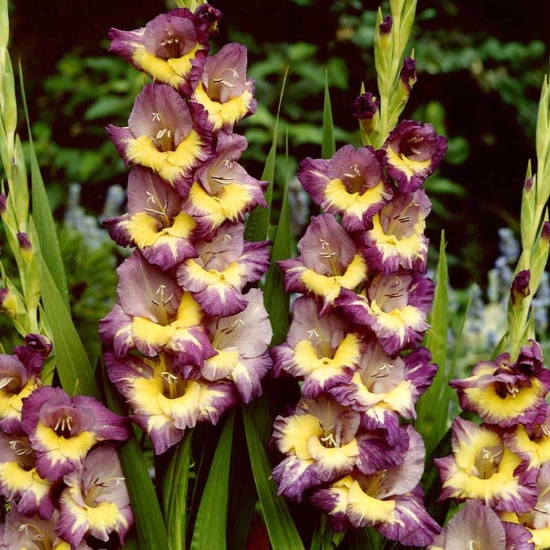 Picture of Dynamite Gladiolus