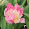Bild på Peach Blossom (7st)