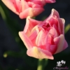 Bild på Peach Blossom (7st)
