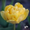 Picture of Yellow Pomponette (9st)