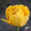 Picture of Yellow Pomponette (9st)