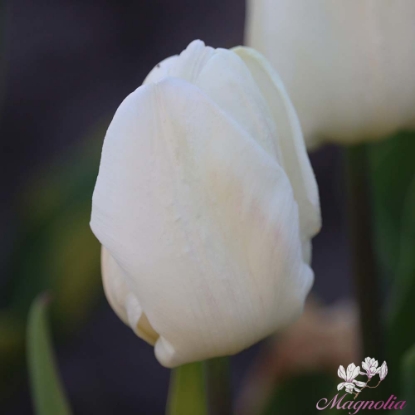 Picture of White Prince (7st)