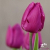 Picture of Purple Prince (7st)