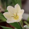 Picture of White Marvel (9st)