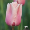 Picture of Apricot Impression (8st)