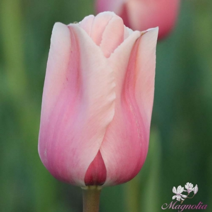 Picture of Apricot Impression (8st)