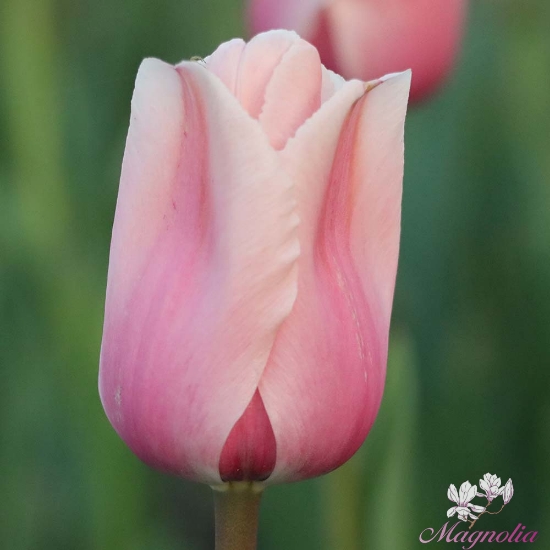 Picture of Apricot Impression (8st)
