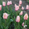 Picture of Apricot Impression (8st)