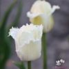 Picture of Honeymoon (7st)