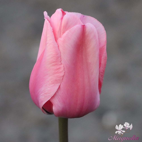 Picture of Pink Impression (8st)