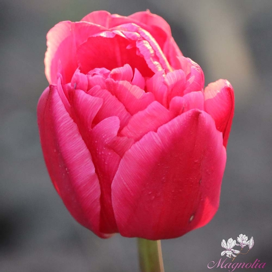 Picture of Queen Jewel (7st)
