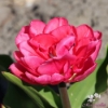 Picture of Queen Jewel (7st)