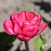 Picture of Queen Jewel (7st)