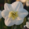 Picture of Papillon Blanc (6st)