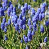 Picture of Aucheri Blue Magic (13st)