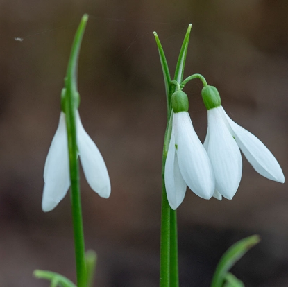 Picture of Grön Snödroppe 'Woronowii' (10 st)