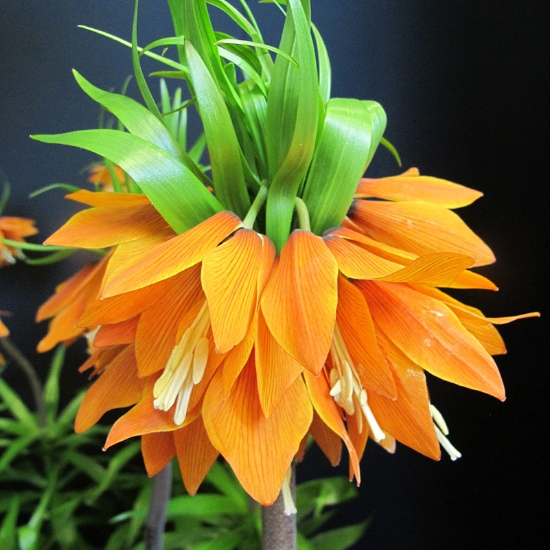 Picture of Kejsarkrona Orange Beauty (1 st)