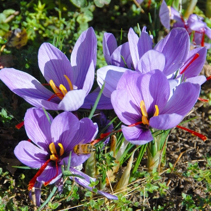 Picture of Saffron crocus 'Satvius'