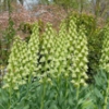 Picture of Ivory Bells 'Persica' (1 st)